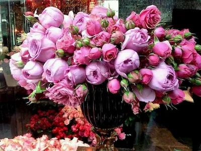 Fleur pivoine